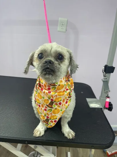Best Paw Forward Dog Grooming-Mobile Groomer — photo from their website