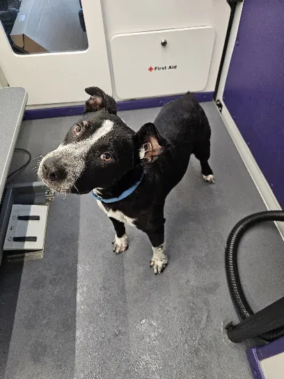 Hot Mess Pets Mobile Grooming and Nails — photo from their website