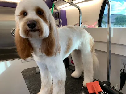 Sit Pretty Mobile Grooming — photo from their website