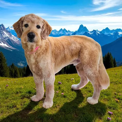 Loving Lather Mobile Pet Grooming — photo from their website