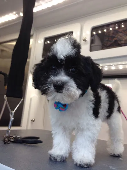 Dirty Dogs Bath and Spa Mobile Grooming — photo from their website