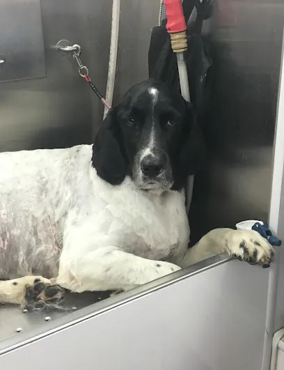 Mobile Grooming by Loel — photo from their website