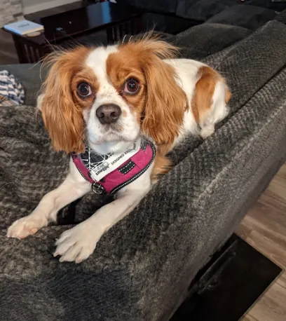 Hound Bound Mobile Grooming, LLC — photo from their website