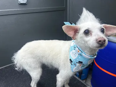 Hair Of The Dog Mobile Grooming — photo from their website