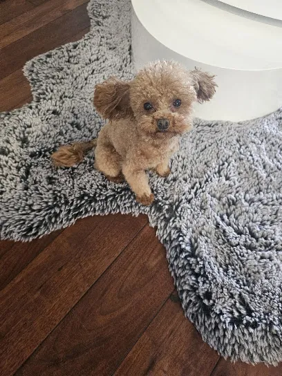 Barks N Bubbles Mobile Paw Spaw — photo from their website