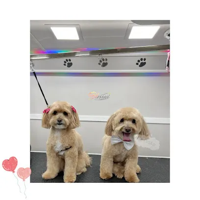 Blessed mobile pet grooming — photo from their website