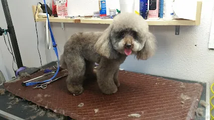 Dirty Paws Mobile Grooming LLC — photo from their website