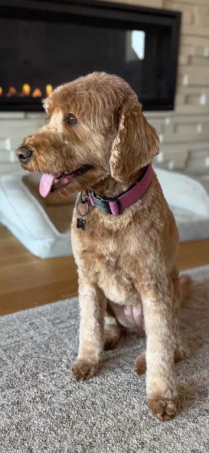 Furry Land Mobile Pet Grooming of Eugene — photo from their website