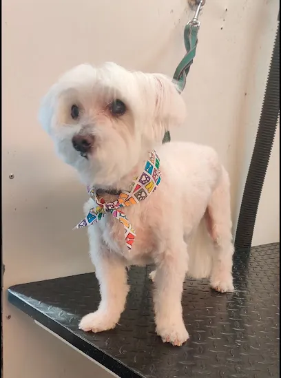 Fancy Pets Mobile Grooming | Fancy Groomer — photo from their website