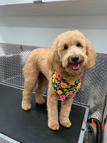 Mobile Pet Grooming Pompano Beach — photo from their website