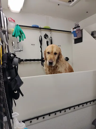 Fur Dogs Only Mobile Dog Grooming — photo from their website