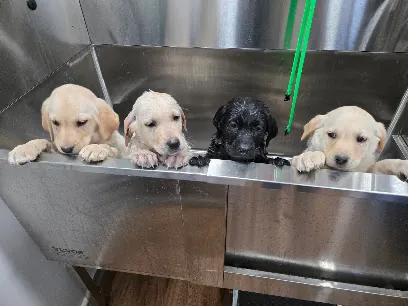 Moose's Muddy Mutts Mobile Grooming — photo from their website