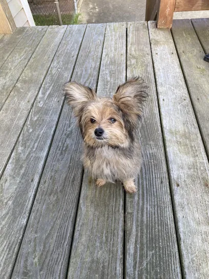 Short Cuts Mobile Grooming — photo from their website
