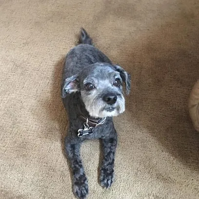 A pets day mobile grooming. — photo from their website