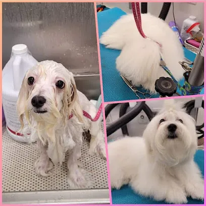 Lotus Mobile Dog Grooming — photo from their website