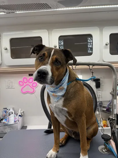 DapperTails Mobile Pet Grooming of Scottsdale — photo from their website