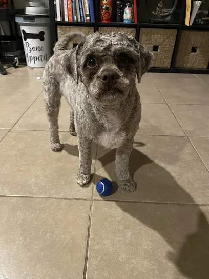 Bubbles & More Professional Mobile Dog Grooming — photo from their website