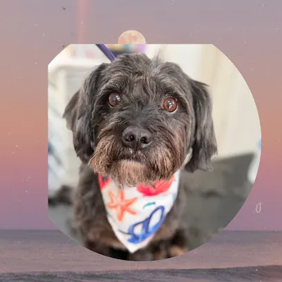 K And A In-Home Pet Spa — photo from their website