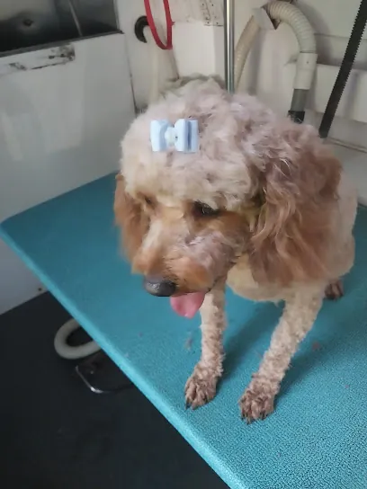 Petpourri Mobile Grooming LLC — photo from their website