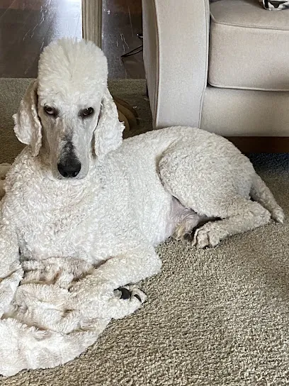 Pacific Pups Mobile Grooming — photo from their website