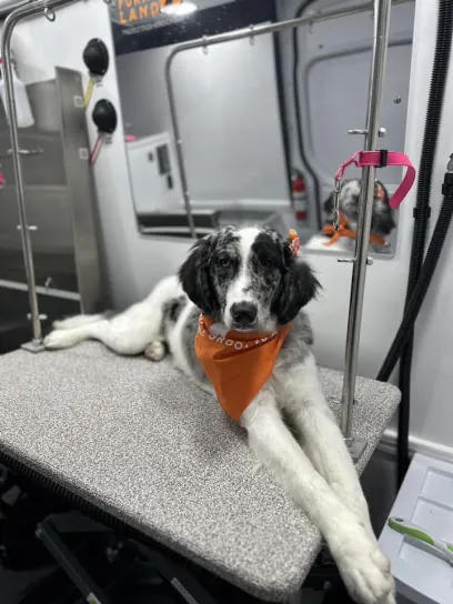 Furry Land Central Ohio — photo from their website