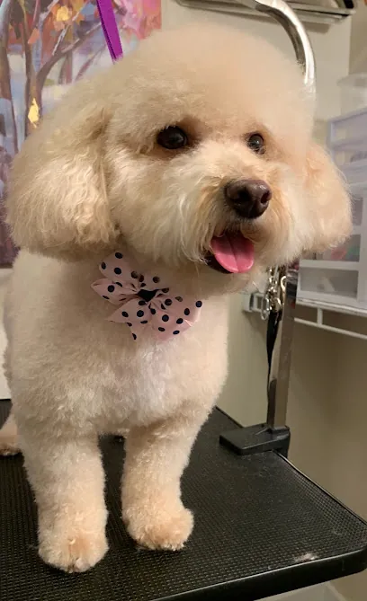 Lollipups House Call Pet Grooming — photo from their website
