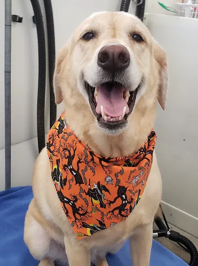 PARK N BARK MOBILE DOG GROOMING ZEPHYRHILLS — photo from their website