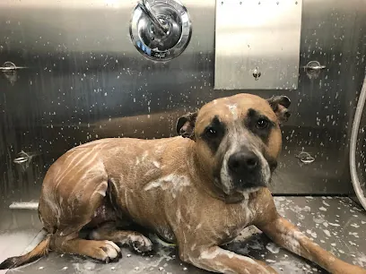 Happy Scrappy Mobile Pet Grooming — photo from their website