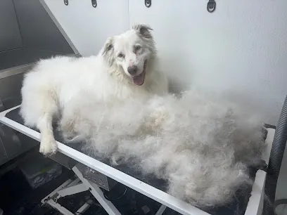 Mick’s Mobile Grooming — photo from their website