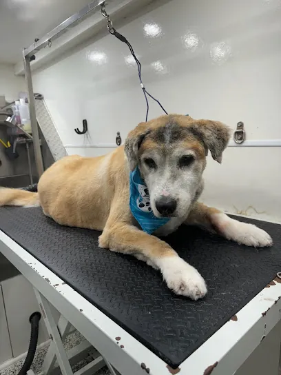 Winter Haven Mobile Pet Grooming — photo from their website