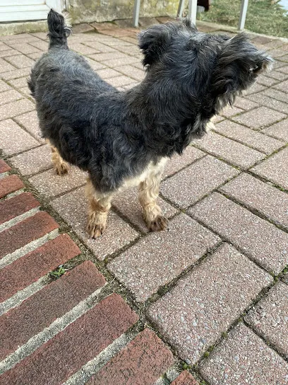 Doggie Detailz Mobile Pet Grooming — photo from their website