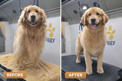 Ziggy Mobile Pet Grooming & Bath — photo from their website