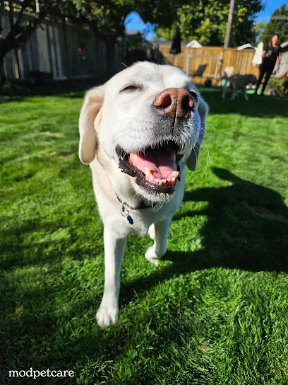 Modpetcare | Mobile Grooming, Dog Walking & Pet Sitting — photo from their website
