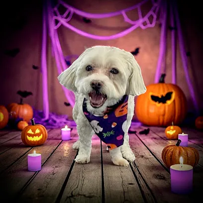 Enchanted Paws Luxury Mobile Grooming — photo from their website