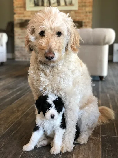 A Rags To Riches Mobile Dog — photo from their website