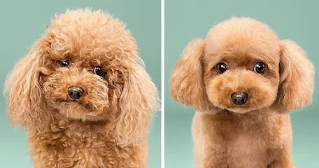 Vice Pet Grooming mobile — photo from their website