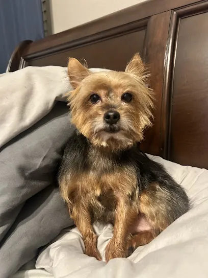 Southern styles mobile dog grooming — photo from their website