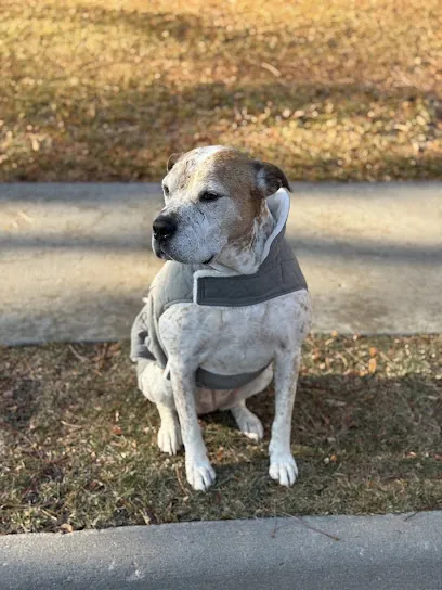 All 4 Paws In-Home Pet Services — photo from their website