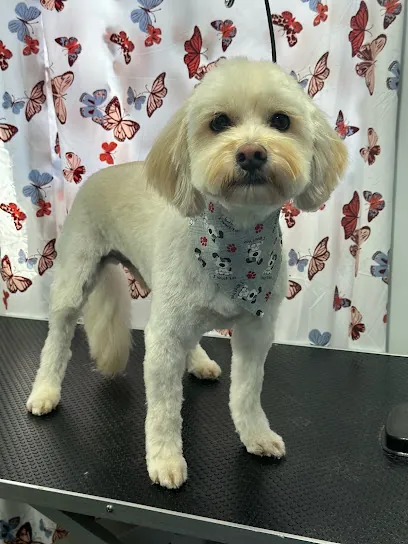 Peanuts Precious Paws Mobile Dog Grooming — photo from their website
