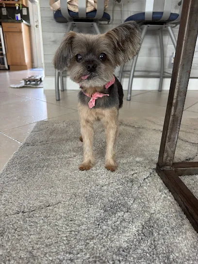 DOG Pet Mobile Grooming — photo from their website