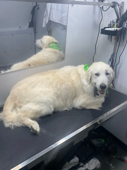Pawsitive Mobile Dog Grooming — photo from their website