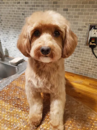 House Call Dog Grooming Service - Dogs For Love — photo from their website