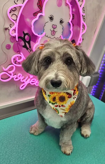 Boujee Bubbles Mobile Dog Grooming — photo from their website