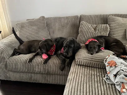 Gracie's Mobile Grooming LLC — photo from their website
