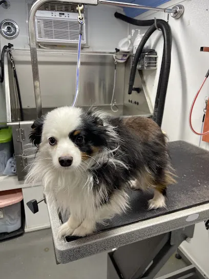 Sunny Days Mobile Grooming — photo from their website