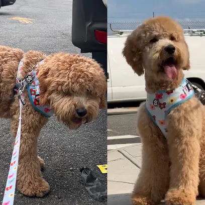 Abriluxe Grooming - Mobile Pet Grooming Service — photo from their website