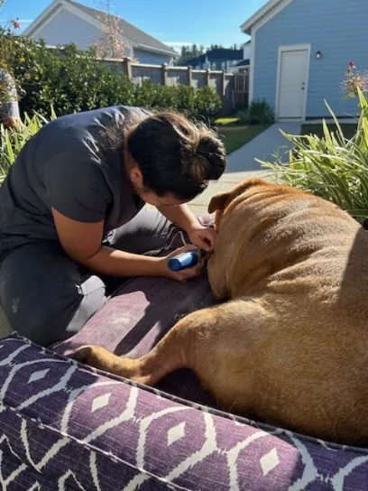 Pampered Wags and Whiskers Mobile Service — photo from their website