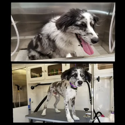 Soft Coats Mobile Grooming — photo from their website