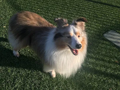 Awesome Pawz Mobile Grooming — photo from their website