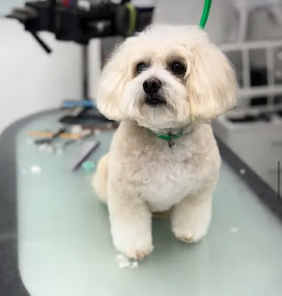YMC Mobile Grooming — photo from their website
